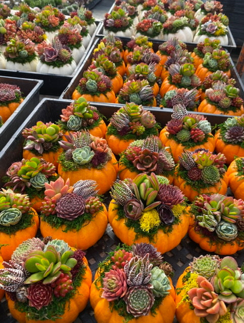 10/26 DIY Succulent Pumpkin Workshop