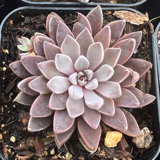 Graptopetalum rusbyi