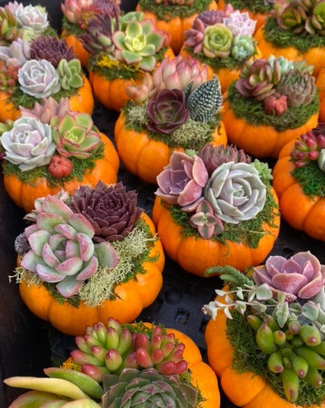 Small Succulent Pumpkin- Wholesale