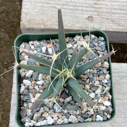 Leuchtenbergia principis