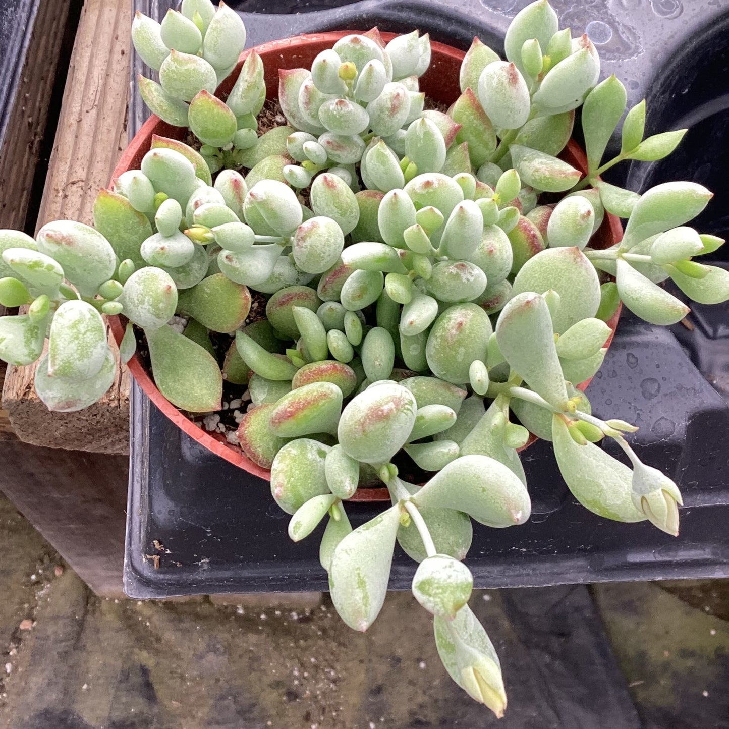 cotyledon pendens succulent plants Cotyledon pendens – Succulent Gardens