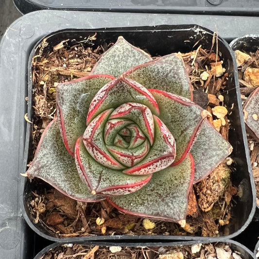 Echeveria purporeum