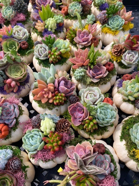Small Succulent Pumpkin- Wholesale