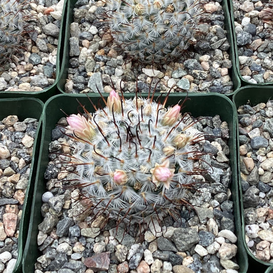 Mammillaria perezdelarosae