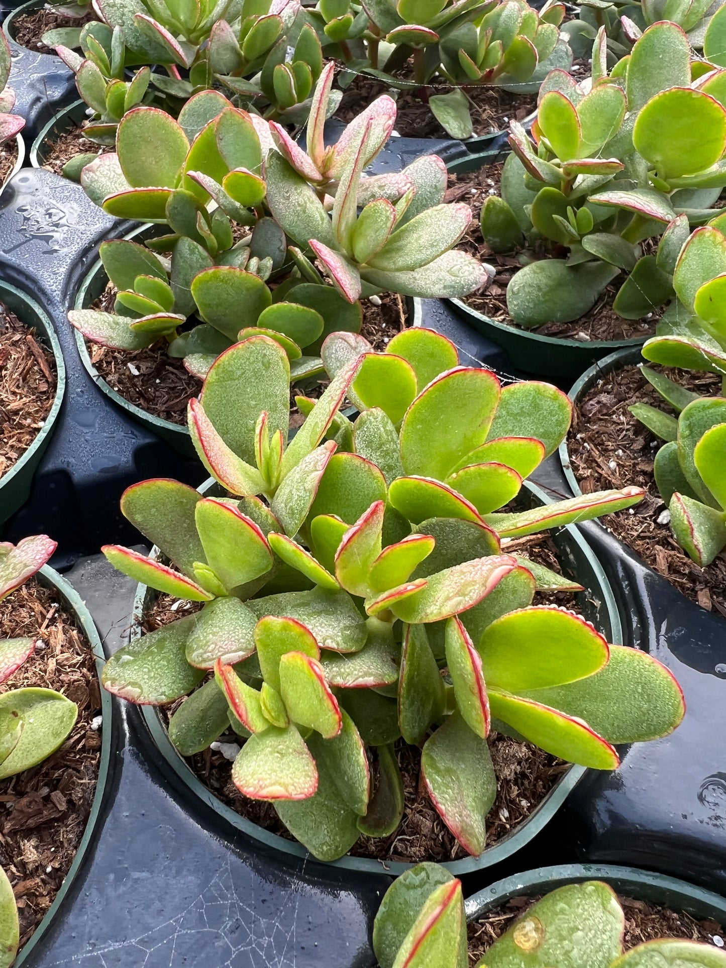 crassula platyphylla succulent Crassula nudicaulis var. platyphylla – Succulent Gardens