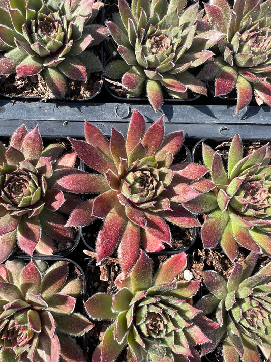 Sempervivum 'Kalinda'