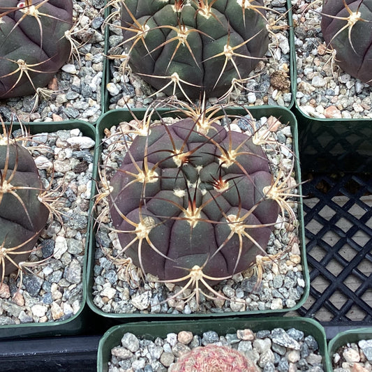 Gymnocalycium pflanzii albipulpa