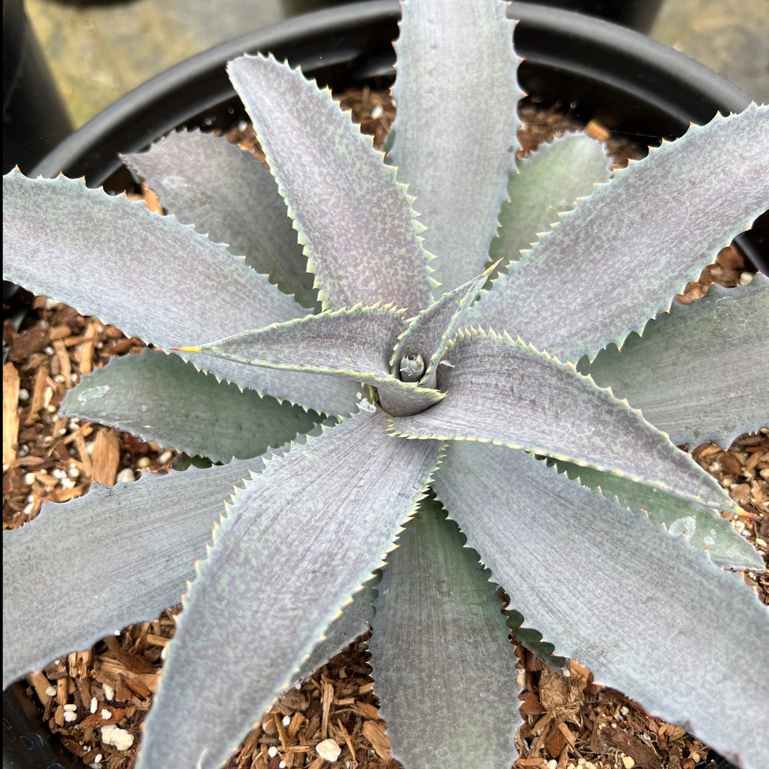 fox succulent Mangave 'Silver Fox' – Succulent Gardens