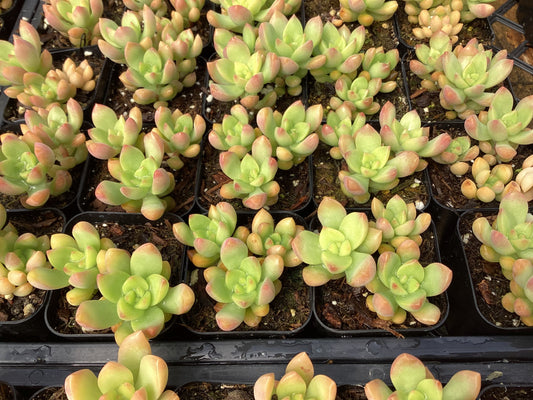 Sedum adolphii