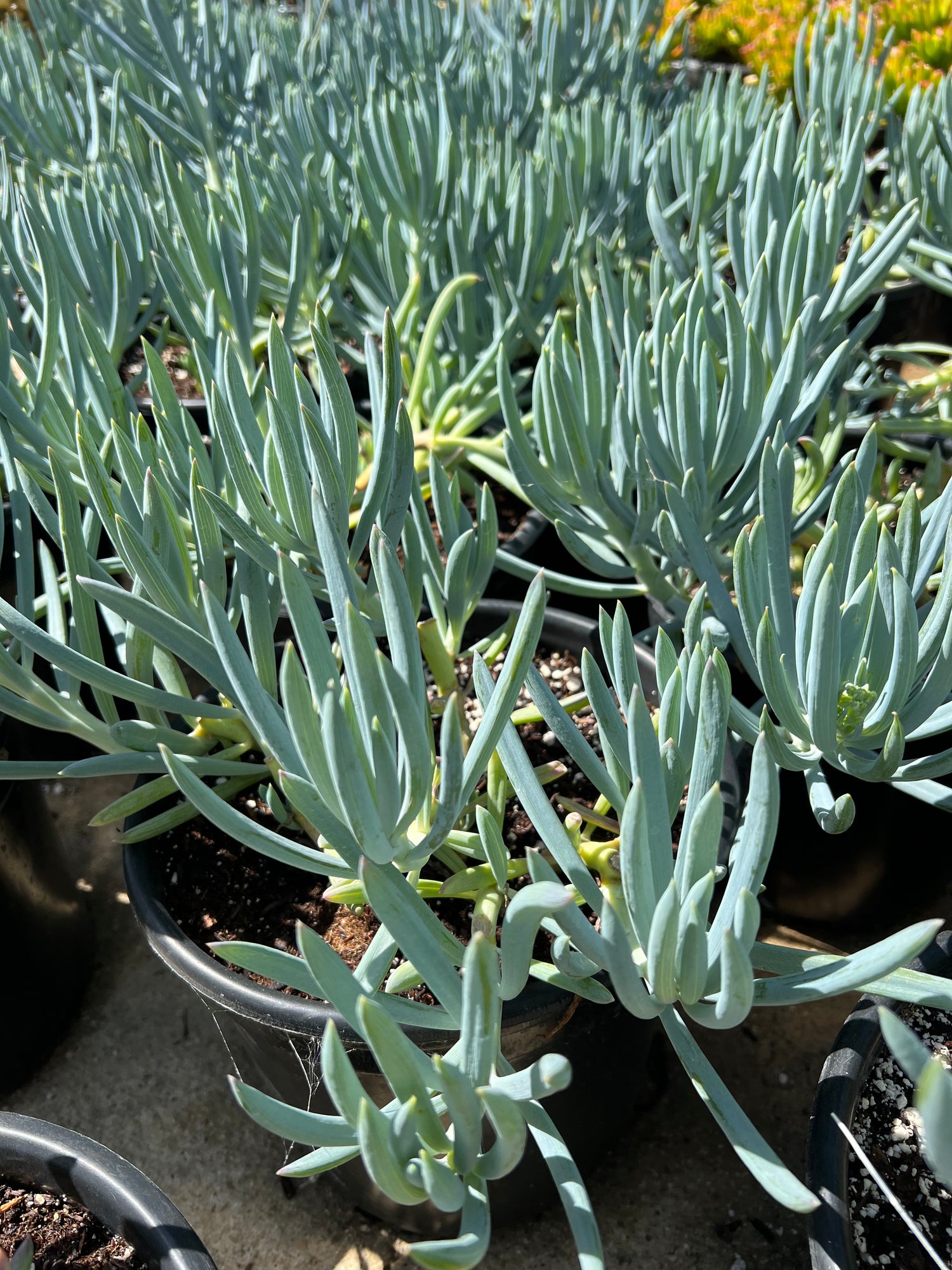 blue pencil succulent Senecio mandraliscae – Succulent Gardens
