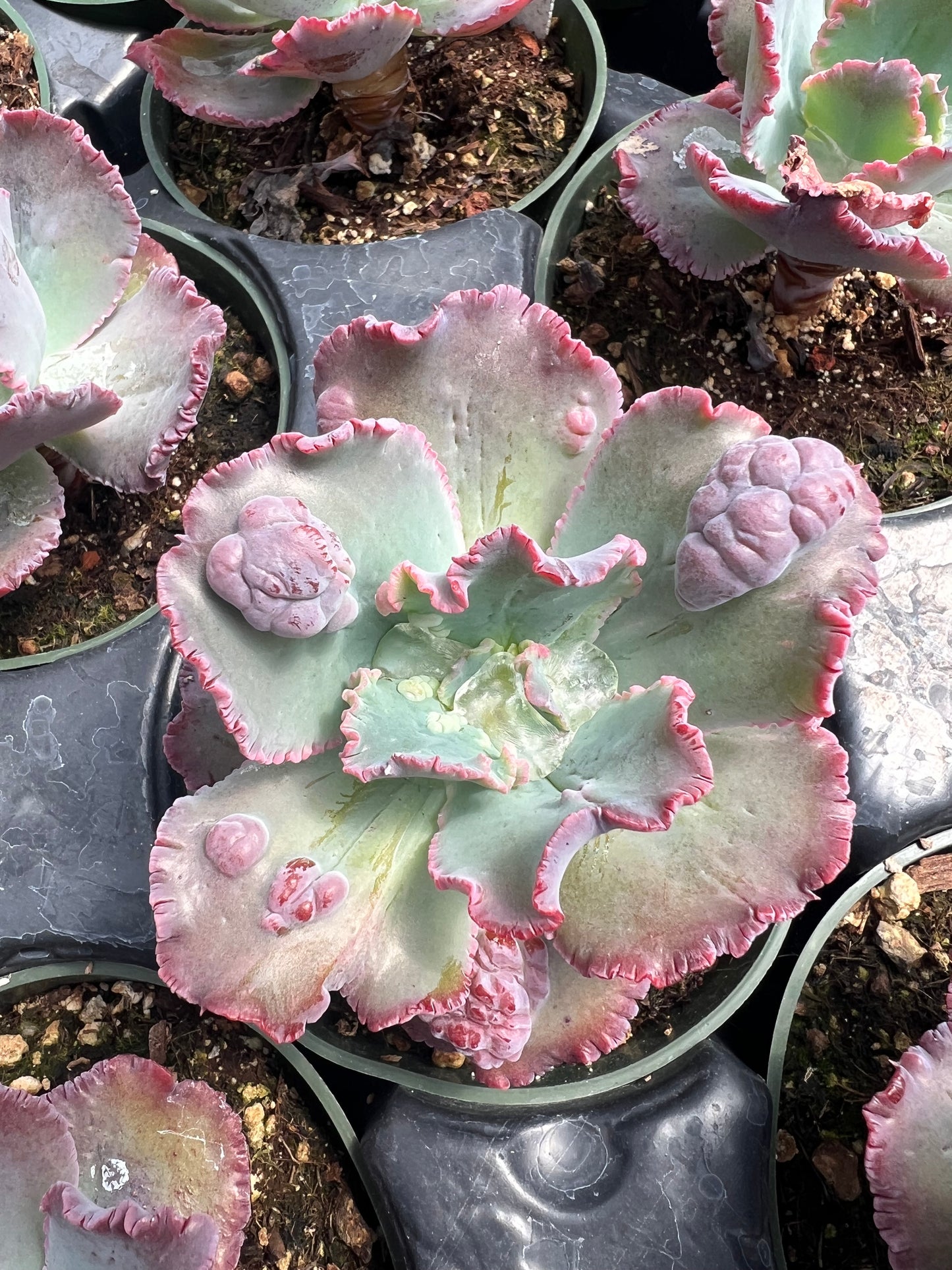 Echeveria 'Speed Bumps'