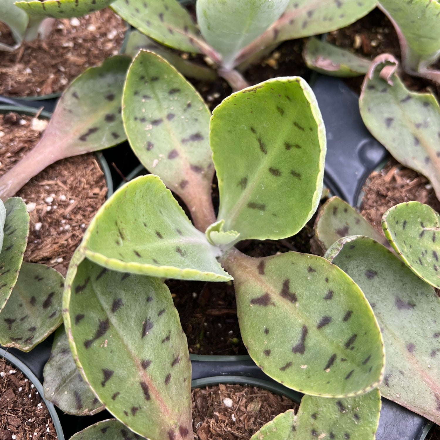 donkey ears succulent Kalanchoe gastonis-bonnieri – Succulent Gardens