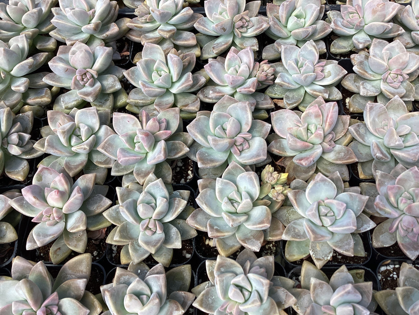 Graptopetalum paraguayense hybrid