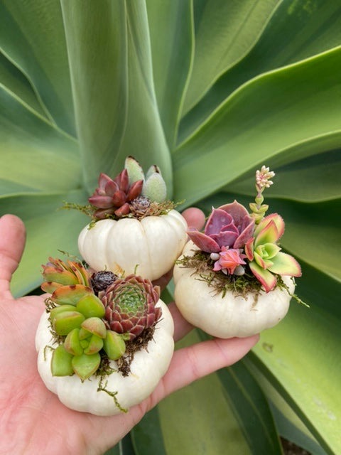 Trio Mini Succulent Pumpkin