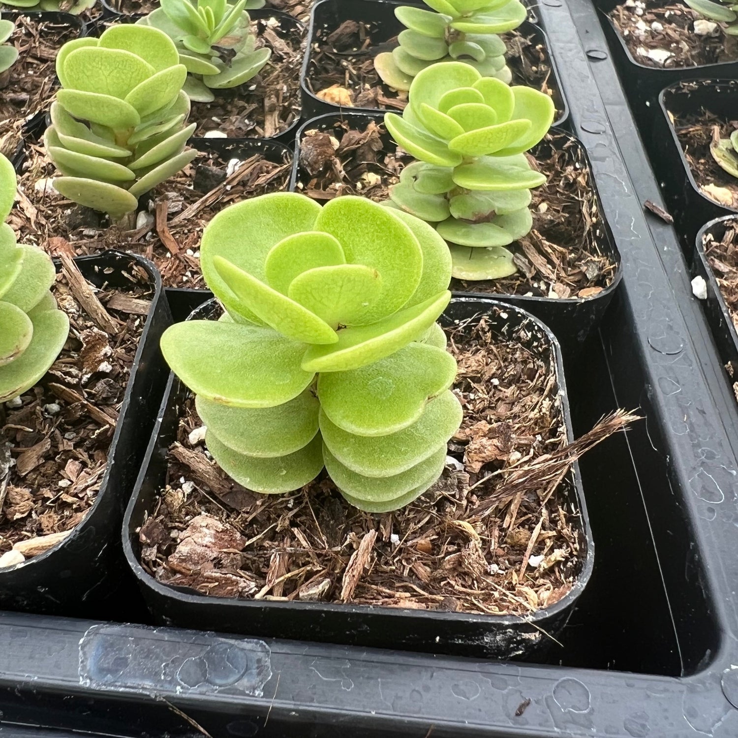 portulaca molokiniensis succulent Portulaca molokiniensis – Succulent Gardens