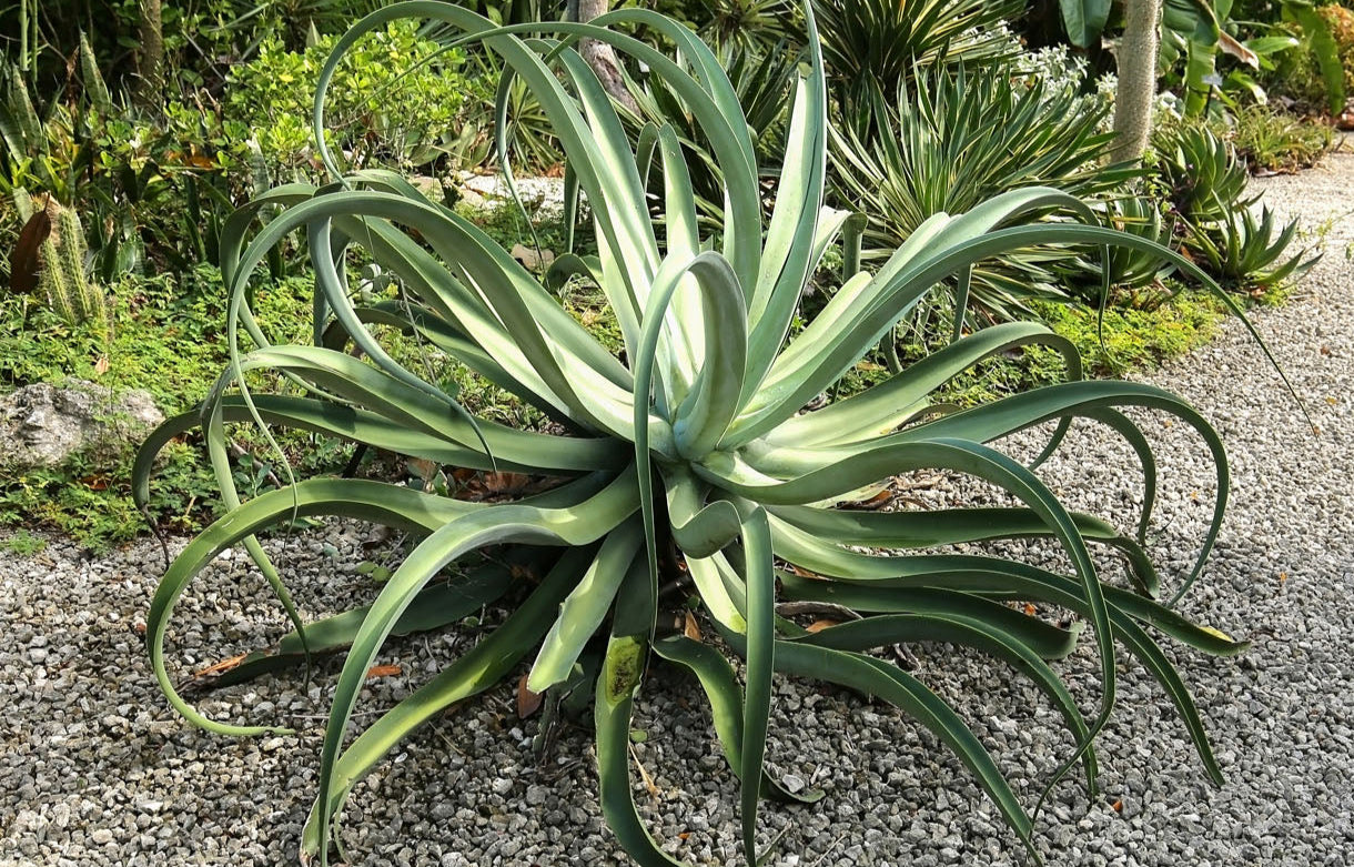 Agave vilmoriniana