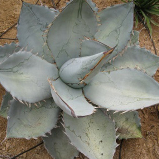 Agave titanota 'White Ice'