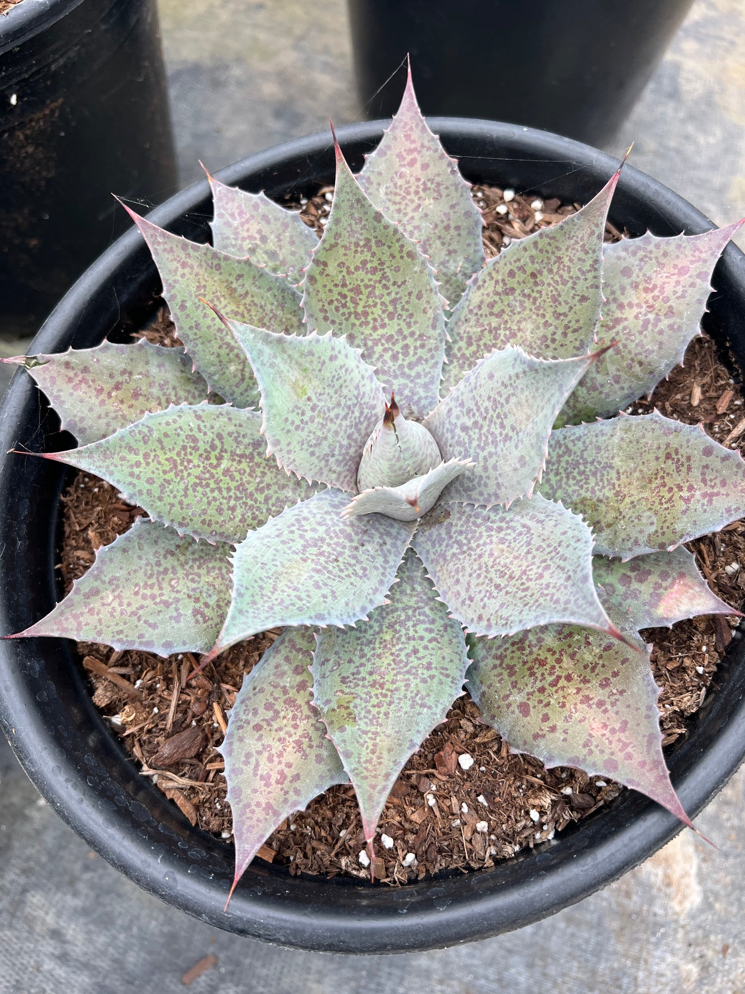 mangave succulent Mangave 'Sponge Paint' – Succulent Gardens