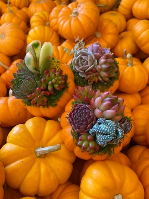 Small Succulent Pumpkin- Wholesale