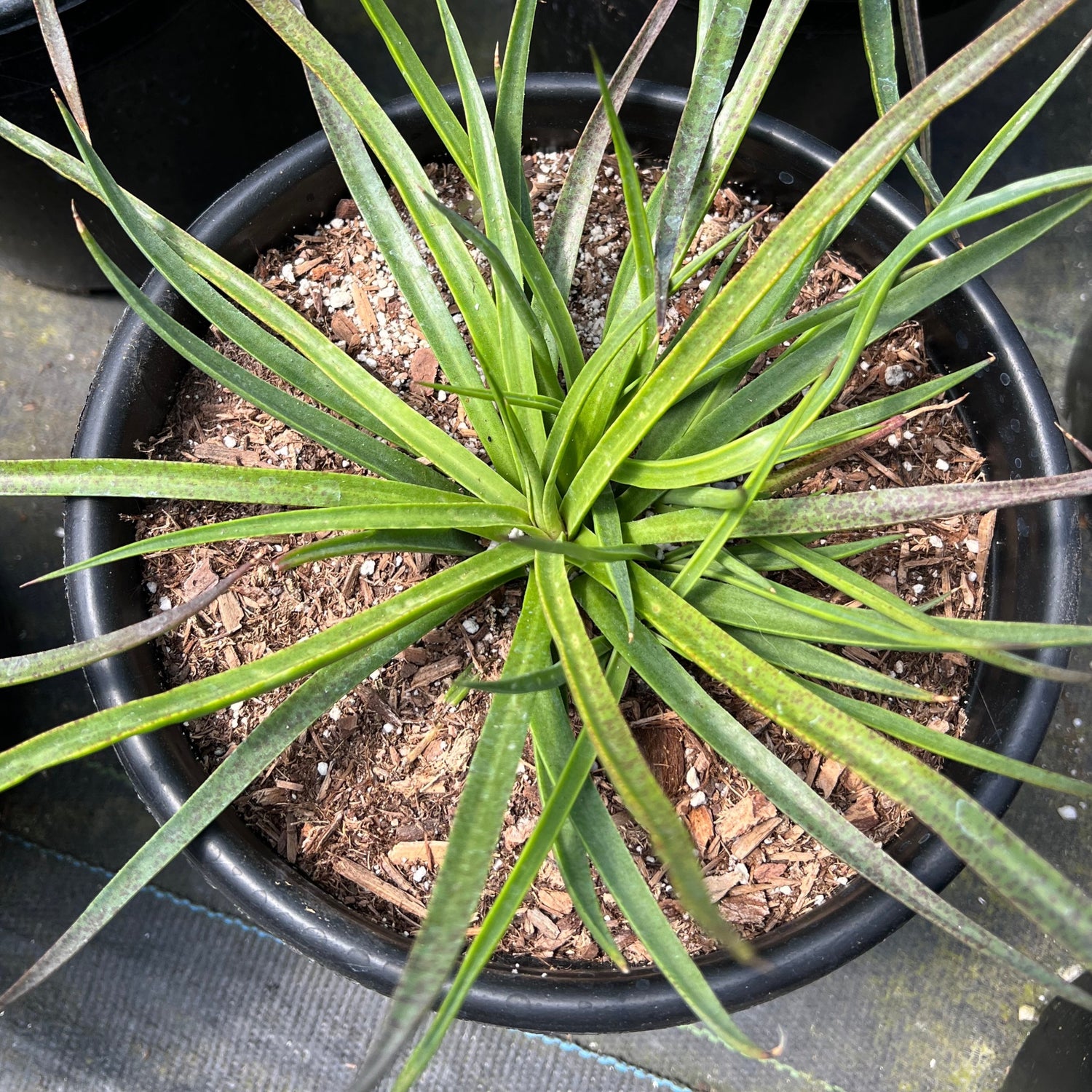 bad hair day succulent Mangave 'Bad Hair Day' – Succulent Gardens