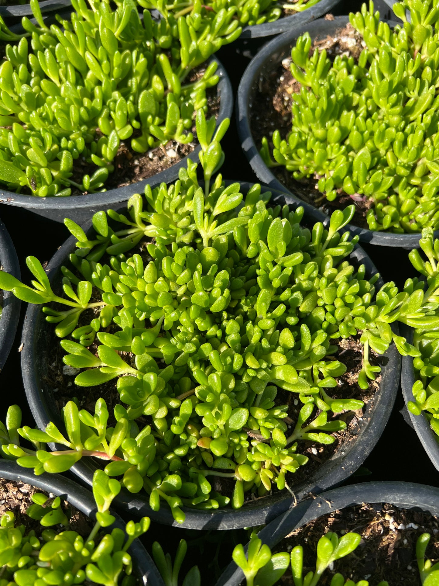 Delosperma nubigenum