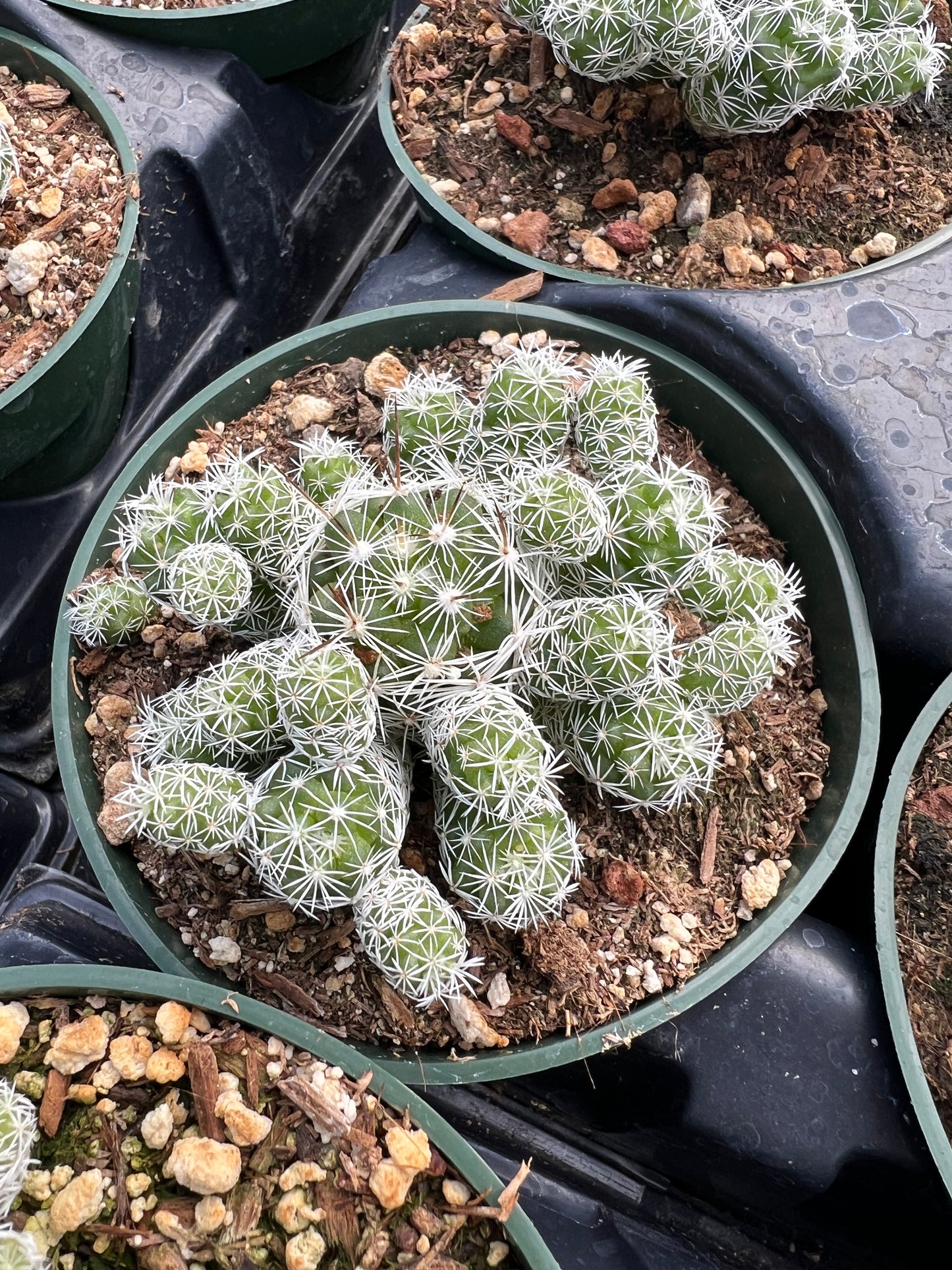 Mammillaria gracilis fragilis