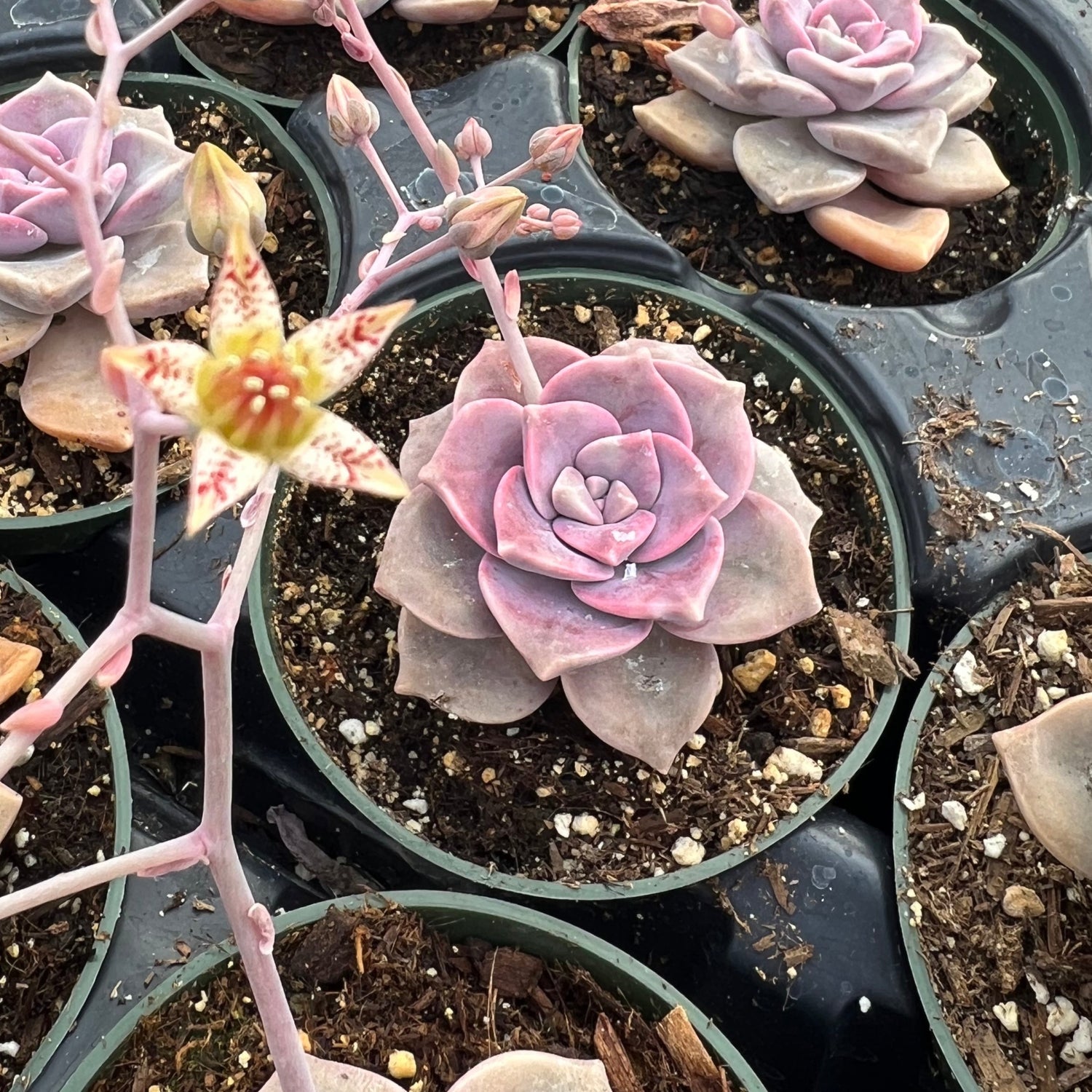graptopetalum succulent Graptopetalum 'Purple Delight' – Succulent Gardens