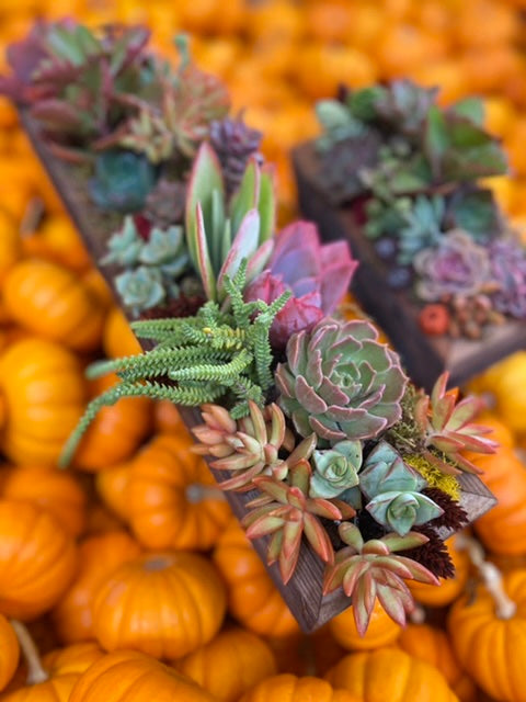 5/24 Succulent Centerpiece Workshop