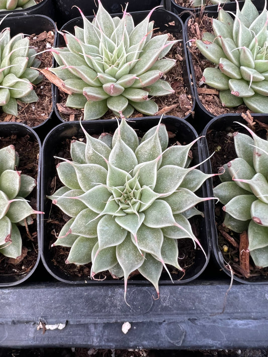 Graptopetalum filiferum