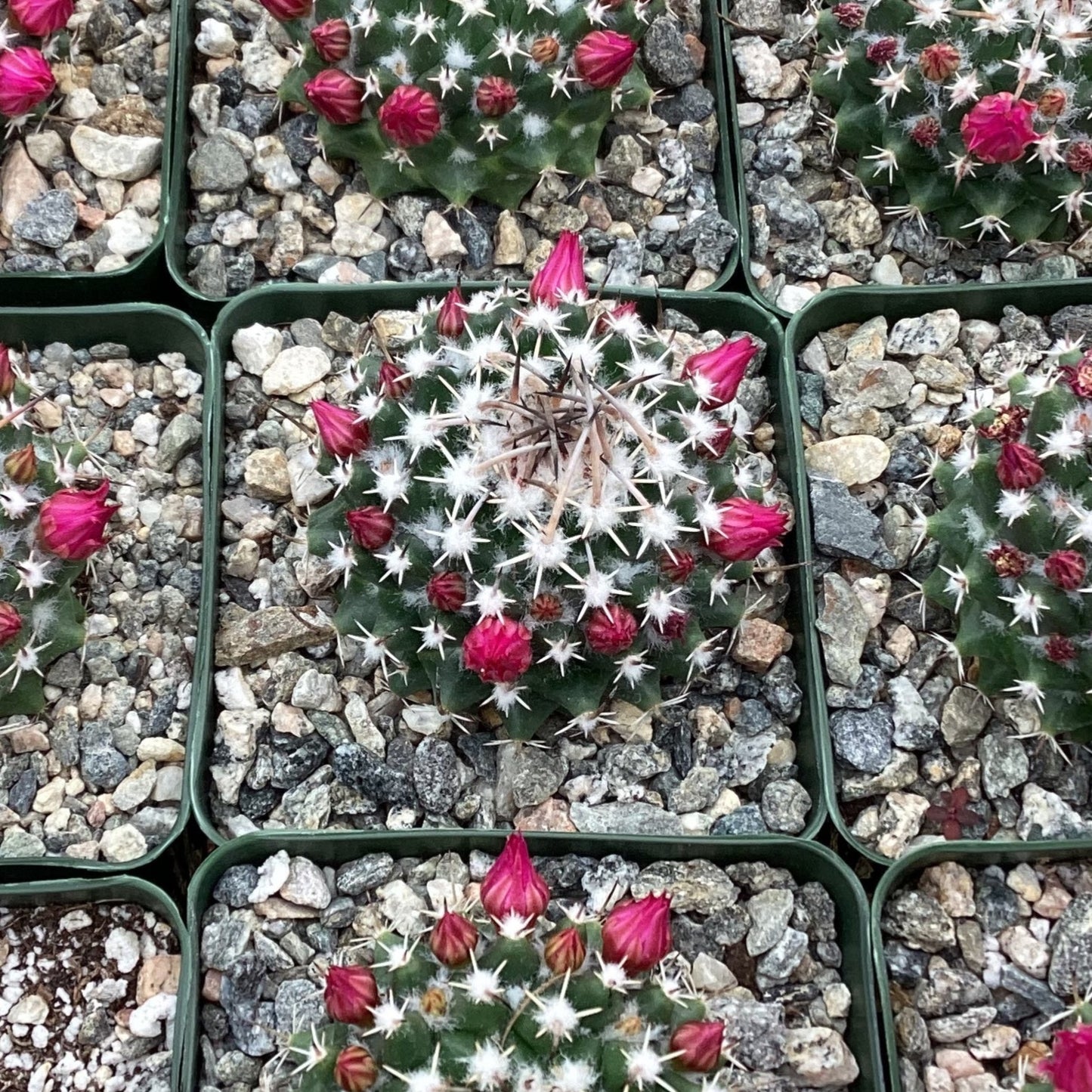 Mammillaria priessnitzii