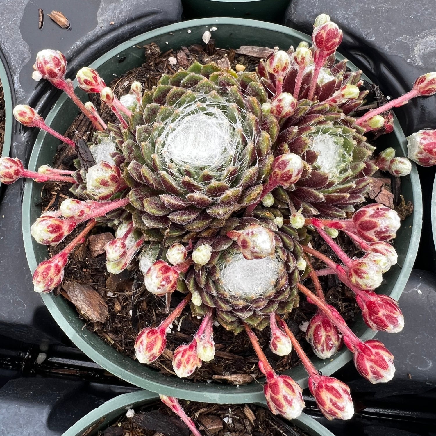 succulents frost Sempervivum 'Forest Frost' – Succulent Gardens