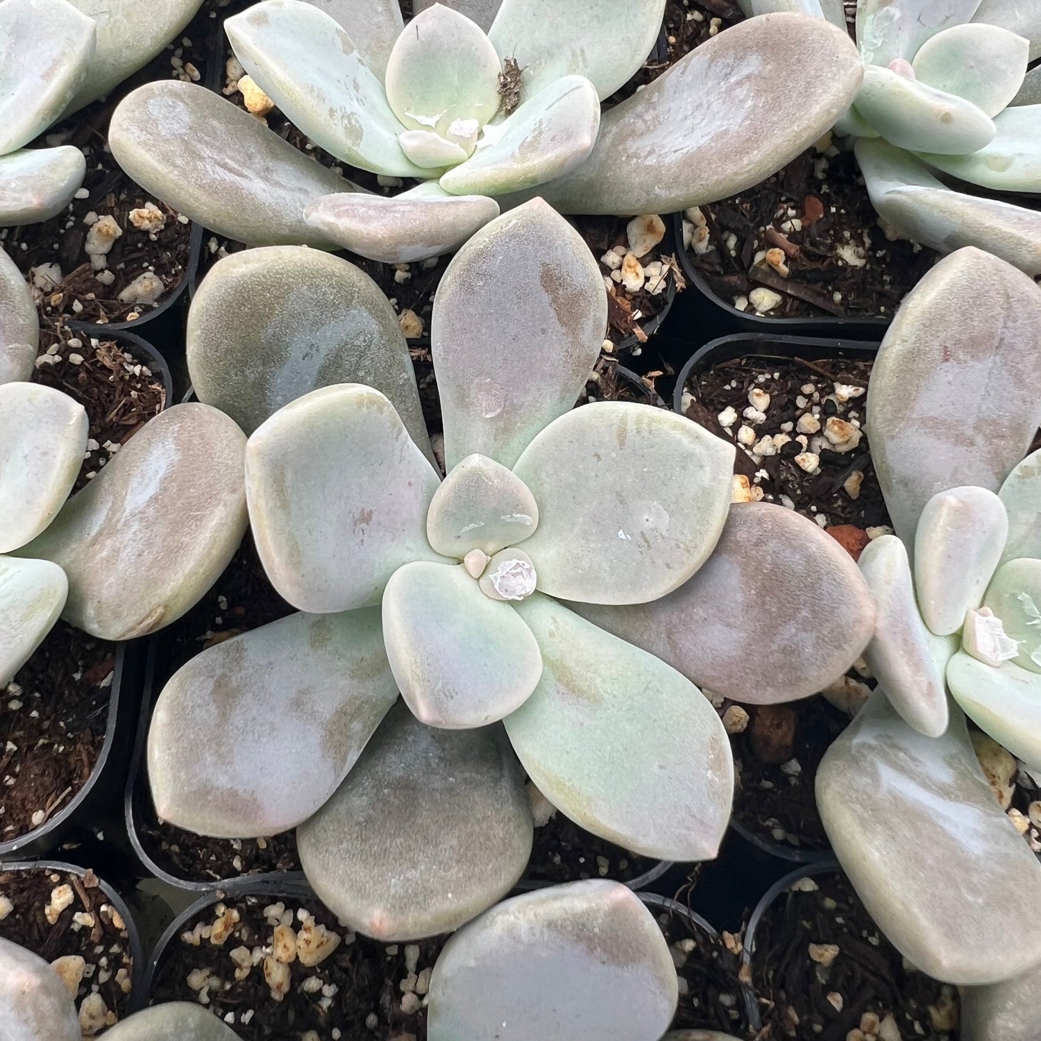 murasaki succulent care Graptopetalum 'Murasaki' – Succulent Gardens
