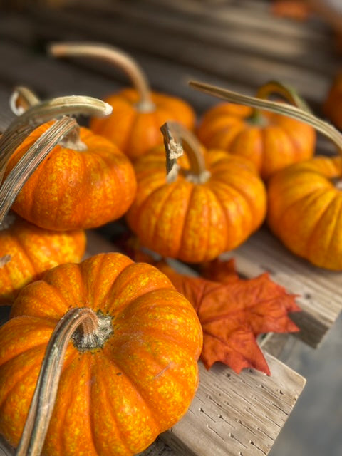 Medium Succulent Pumpkin