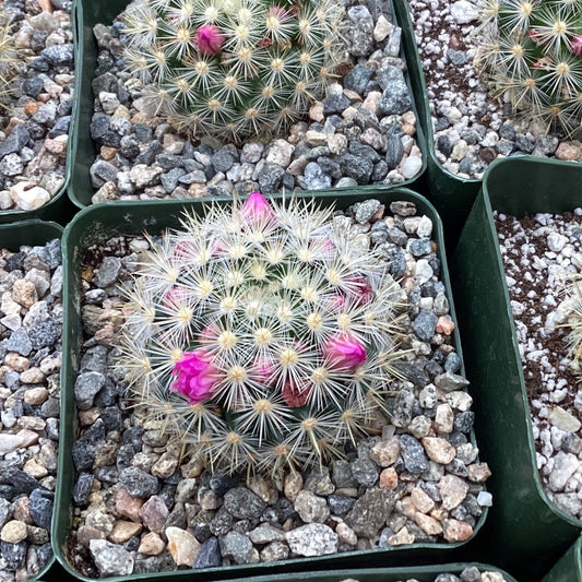 Mammillaria laui v. subducta