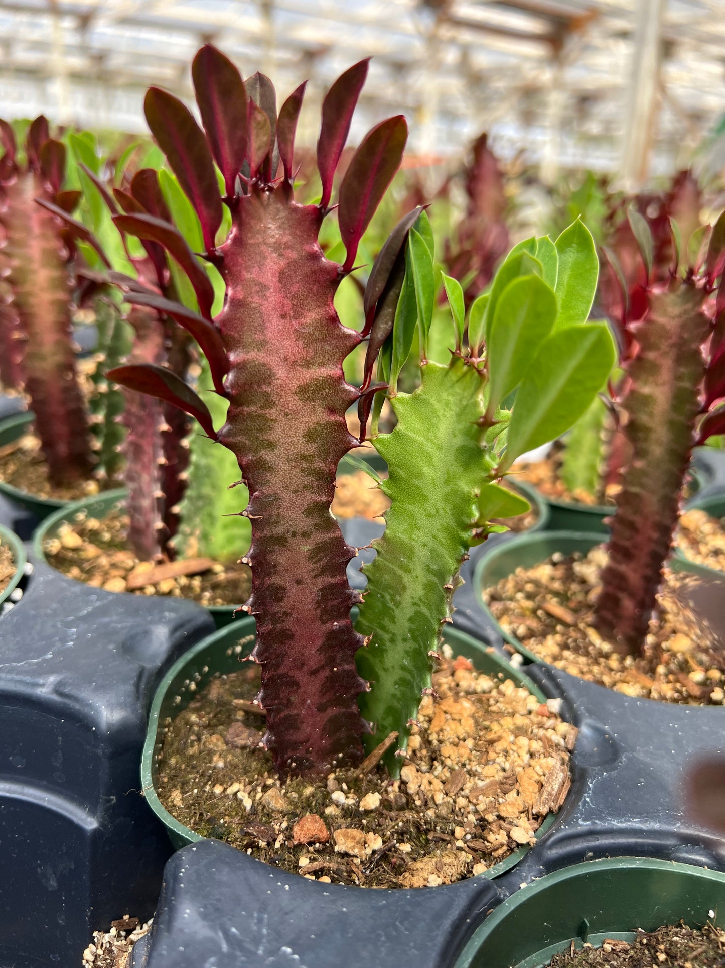 Euphorbia trigona / trigona 'Rubra' combo