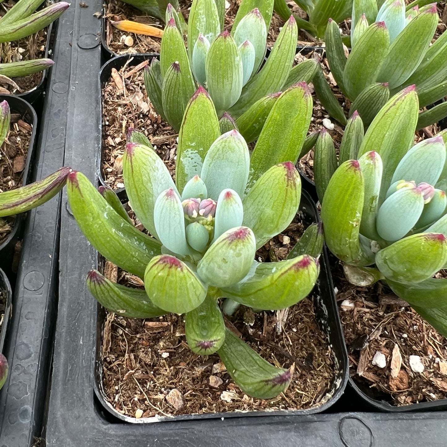 serpens succulent Senecio serpens – Succulent Gardens