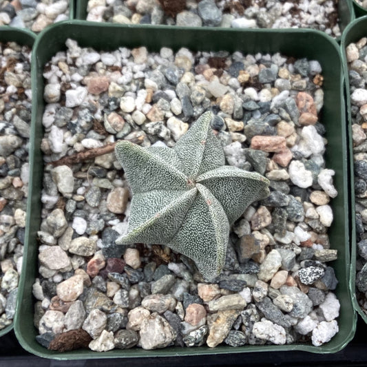 Astrophytum myriostigma