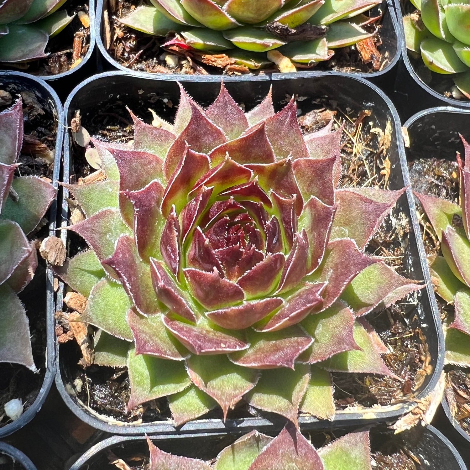 tip top succulent Sempervivum 'Tip Top' – Succulent Gardens