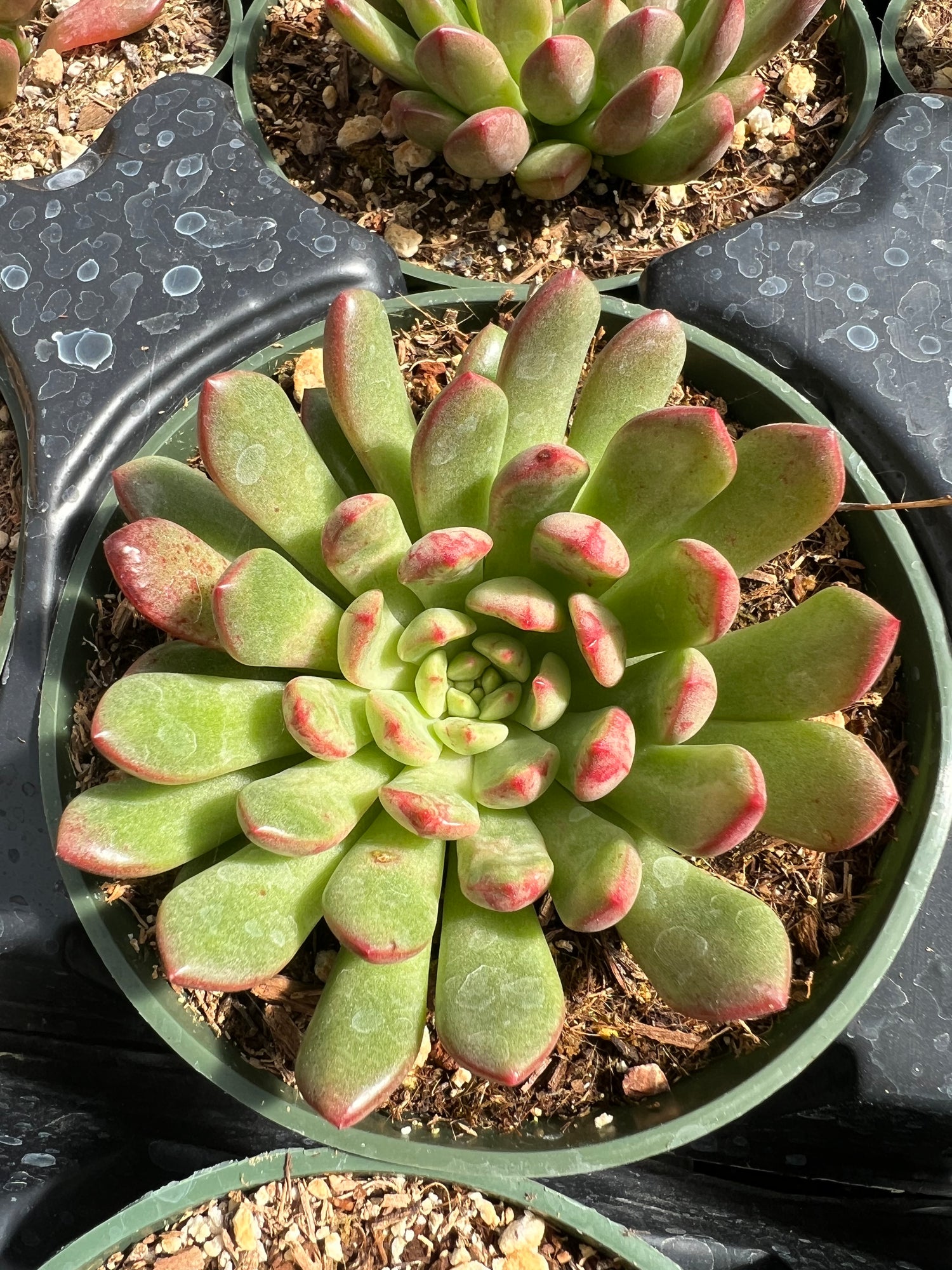 bashful succulent Graptoveria 'Bashful' – Succulent Gardens
