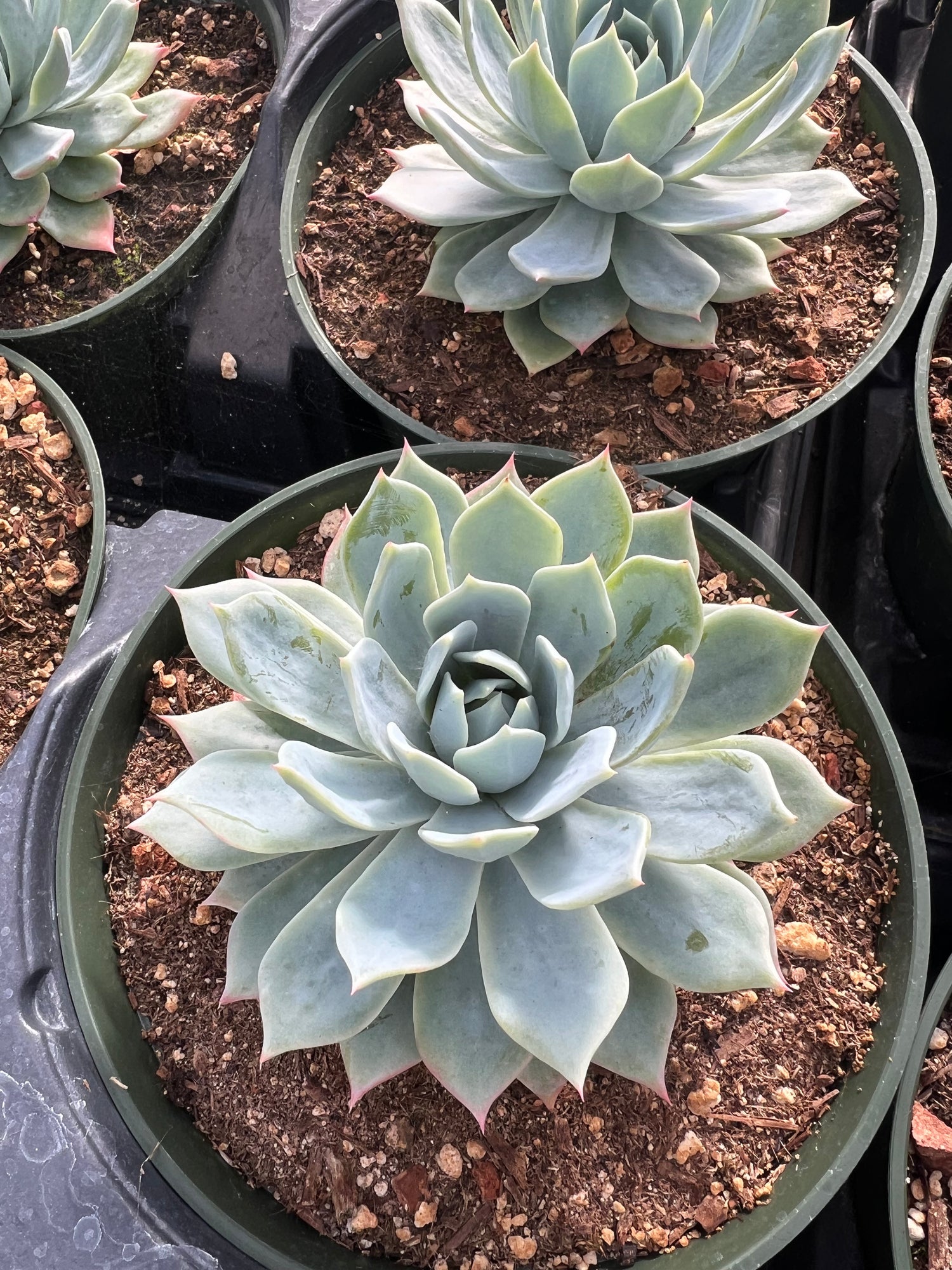 Echeveria secunda 'Blue Mist'