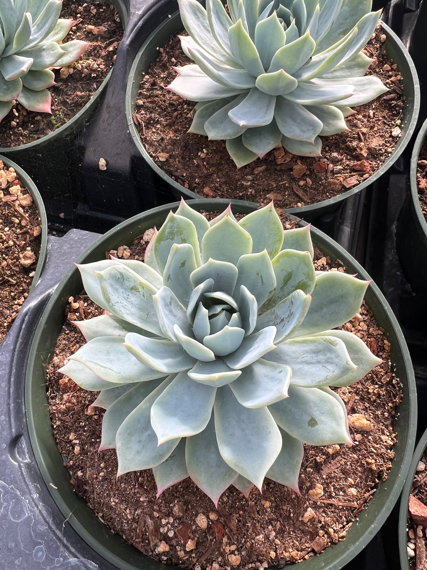 blue mist succulent Echeveria secunda 'Blue Mist' – Succulent Gardens
