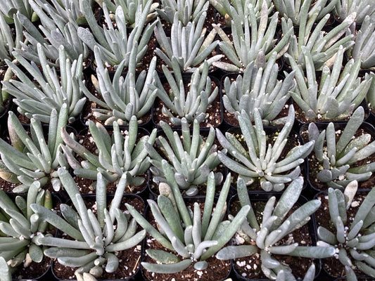 Senecio scaposus