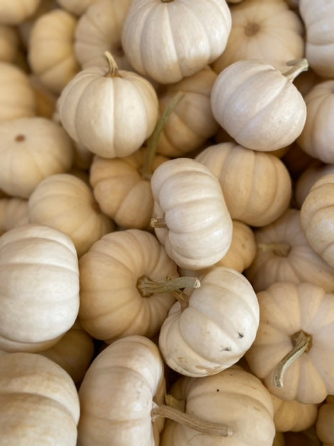 Small Succulent Pumpkin