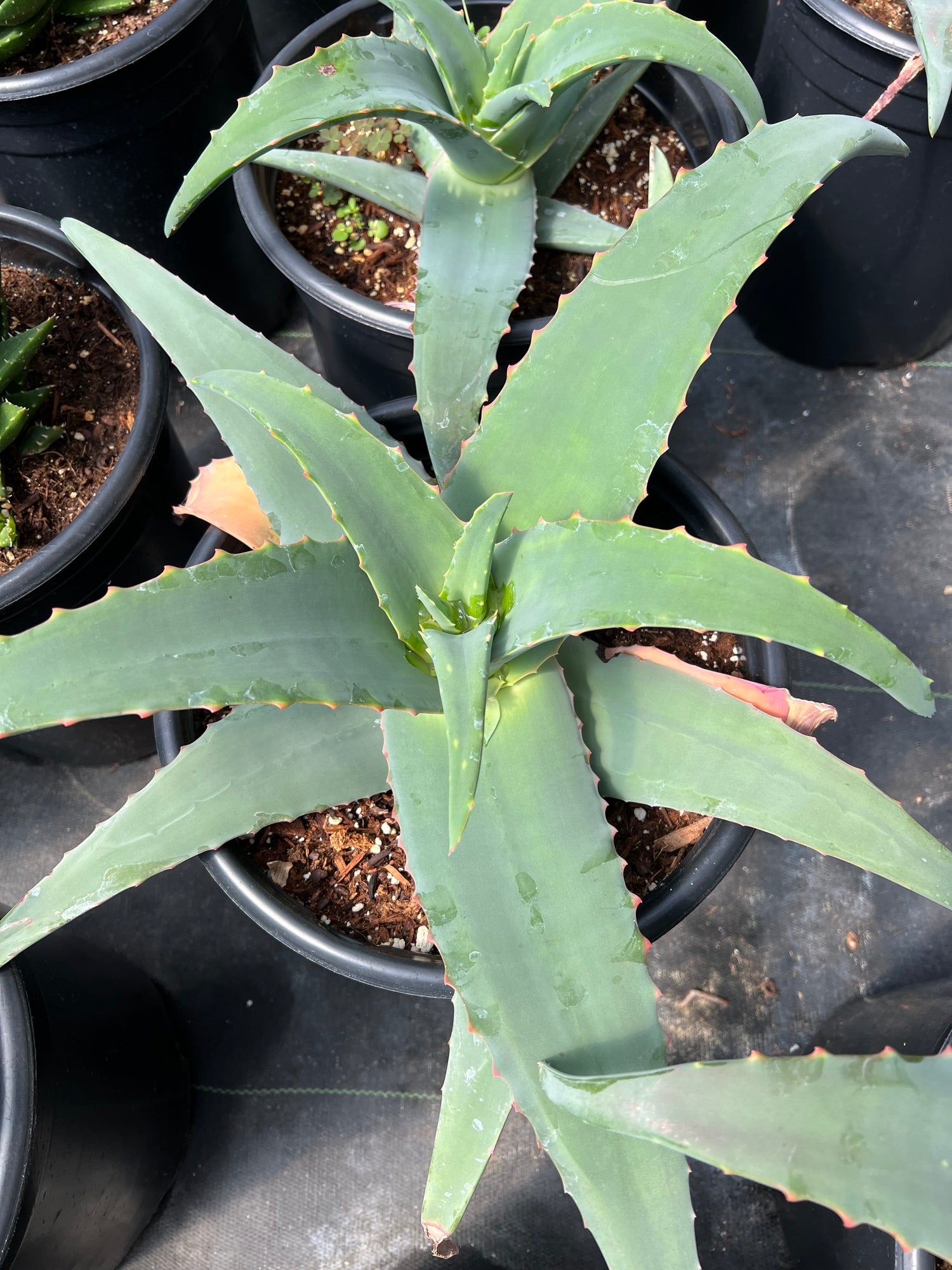 stem of aloe vera plant Aloe rubroviolacea – Succulent Gardens