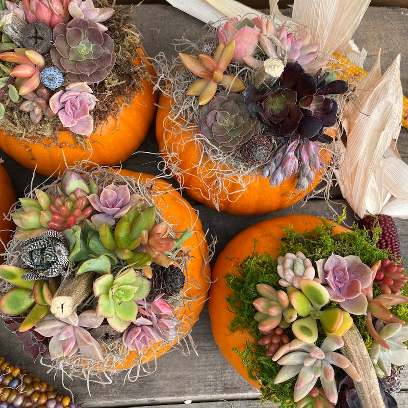 10/26 DIY Succulent Pumpkin Workshop