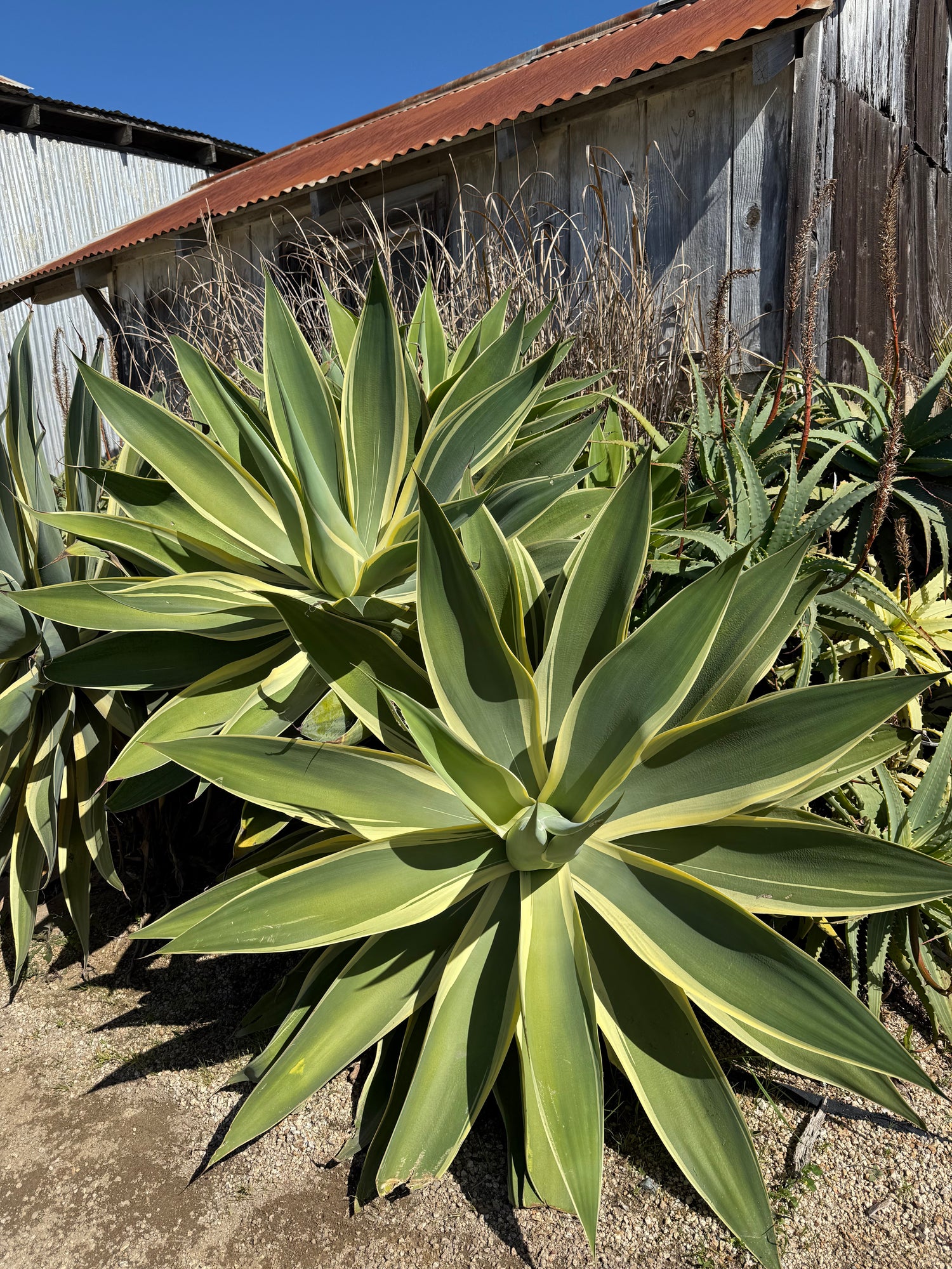 Agave attenuata 'Ray of Light'