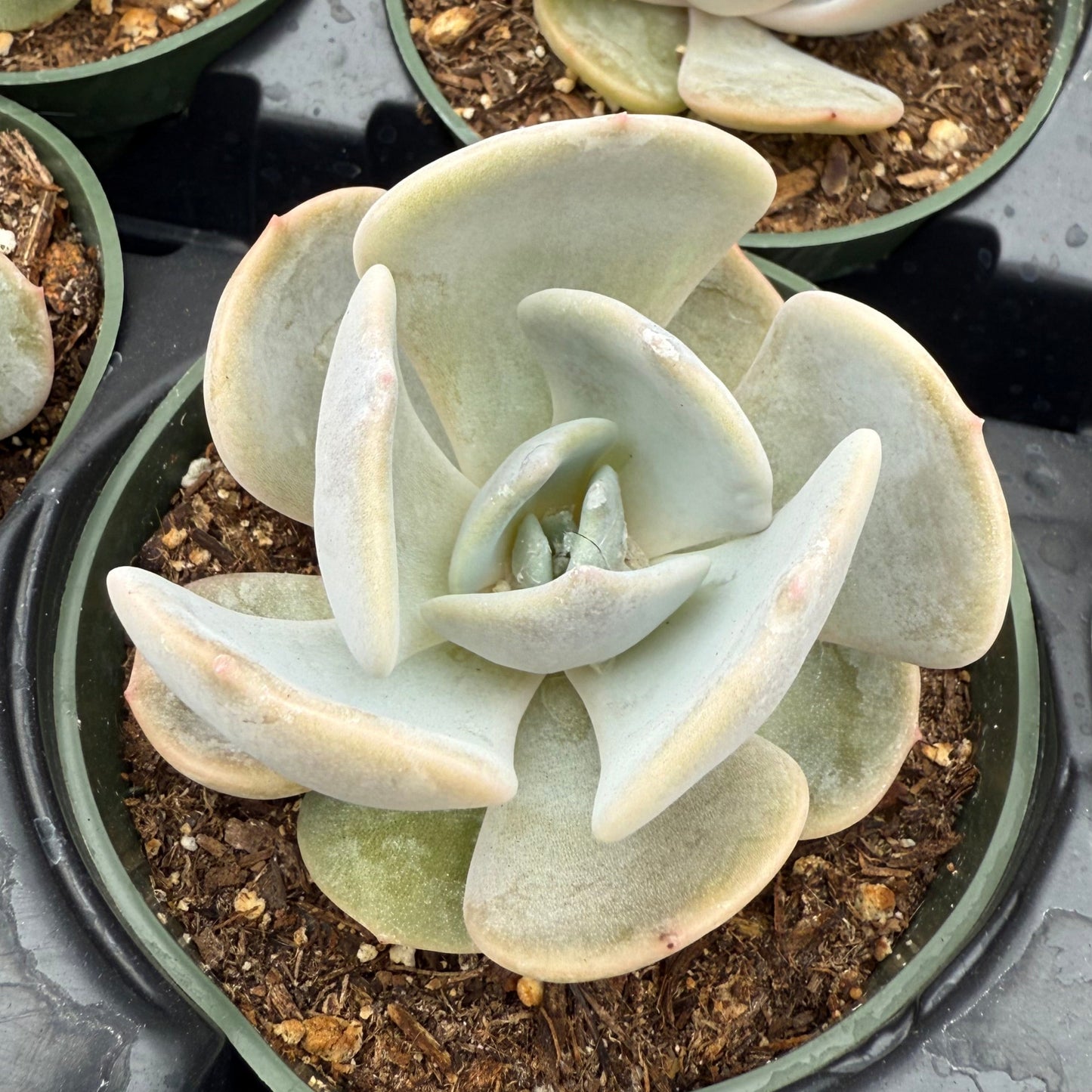 Echeveria 'Moondust'