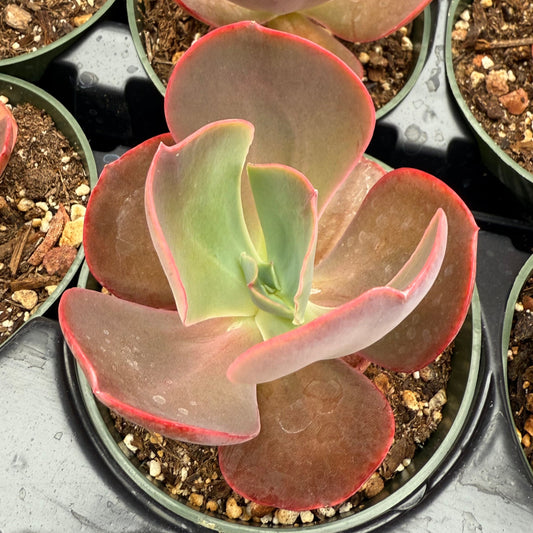 Echeveria 'Ruffled Red'