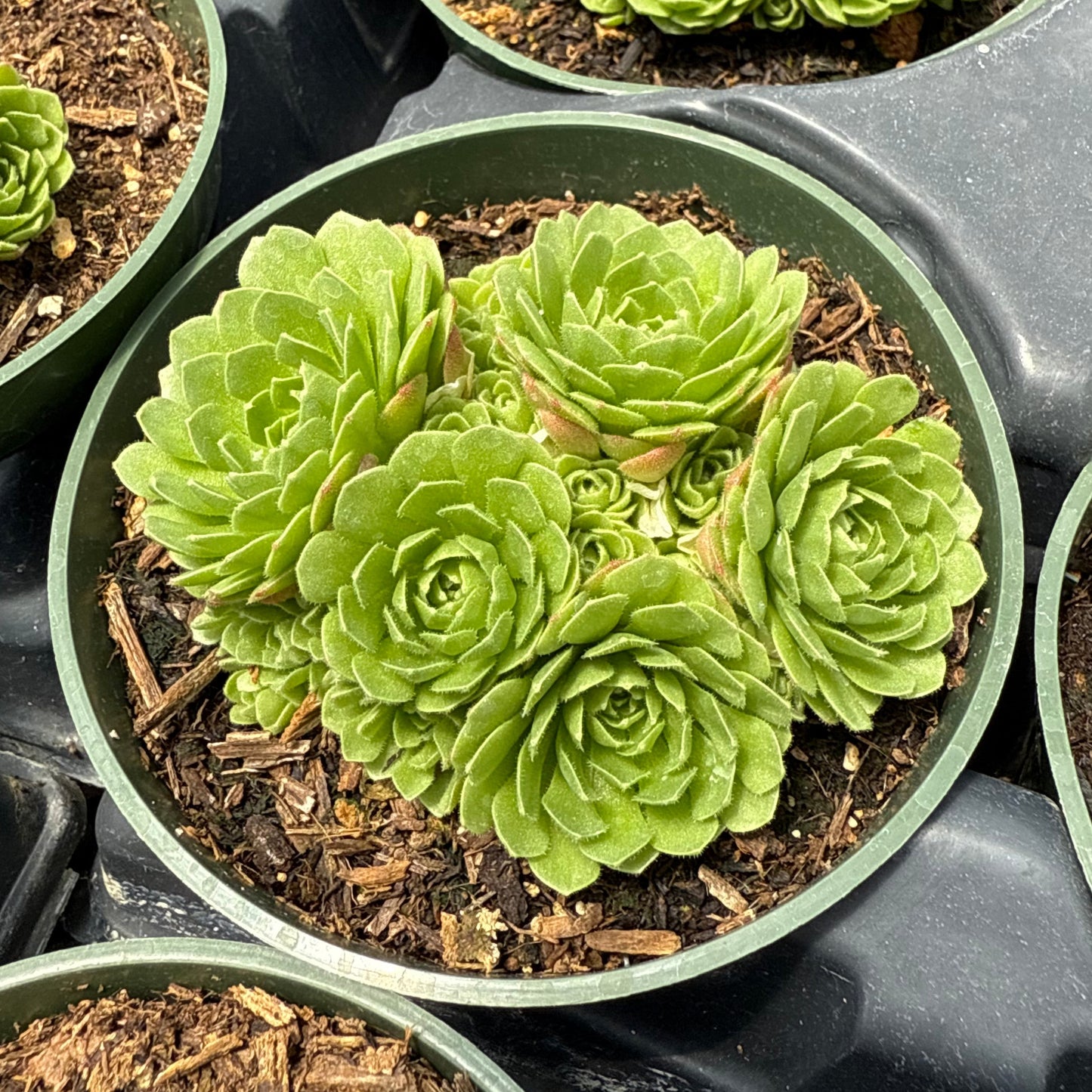 Rosularia platyphylla