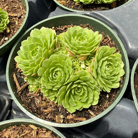 Rosularia platyphylla